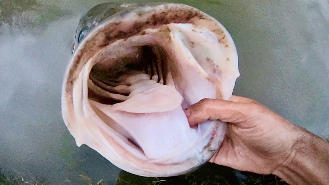 “I'll NEVER GET A BITE LIKE THIS AGAIN” (MONSTER)
