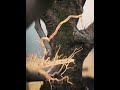 Create Stunning Vine Growth in Blender | Vines Generator Add-On #blenderaddons #3dvisualization