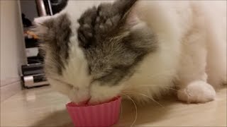 白モフ猫もちとら、ヨーグルト独り占め！