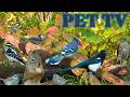 Cat TV - Unlimited Birds and Squirrels 🐿️ 8 Hours of Nature Fun for Cats, Dogs, and People