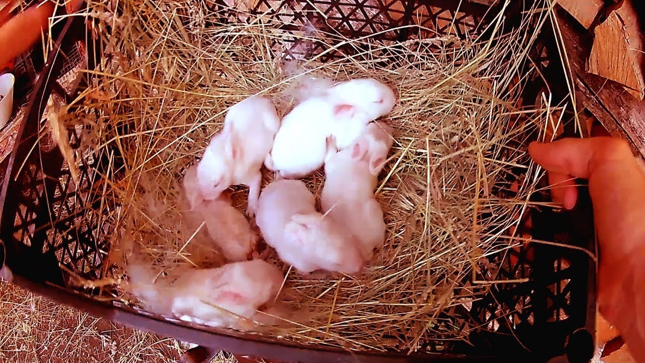 крольчиха разбросала крольчат после окрола. узи беременной крольчихи. крольчиха разбросала крольчат после окрола. крольчики разбросала крольчат. гнездо крольчихи после окрола.