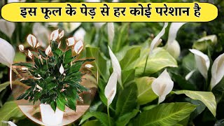 इस फूल के पेड़ से हर कोई परेशान है Indoor Plant घर में रख सकते है इस