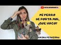 Cómo mejorar el mal comportamiento de un perro de raza pequeña- Tips by Natalia Ospina