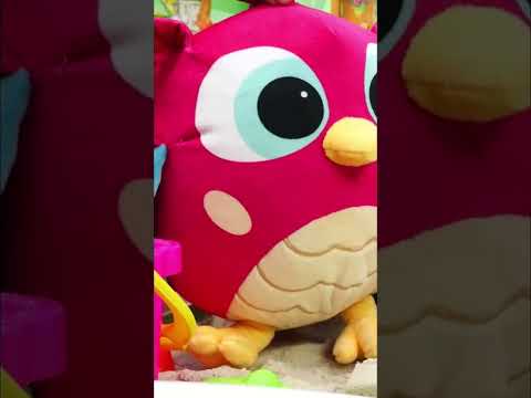 ¡Pájaros construyendo puentes  de peces! 🏖️🦉