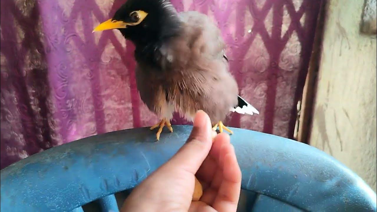 Handfeeding Myna Bird Watch Me Feed My Pet Bird By Hand! YouTube