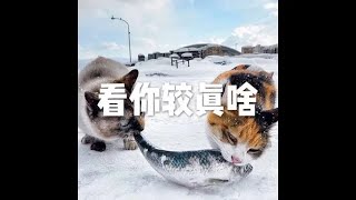 201903 看你较真啥50259