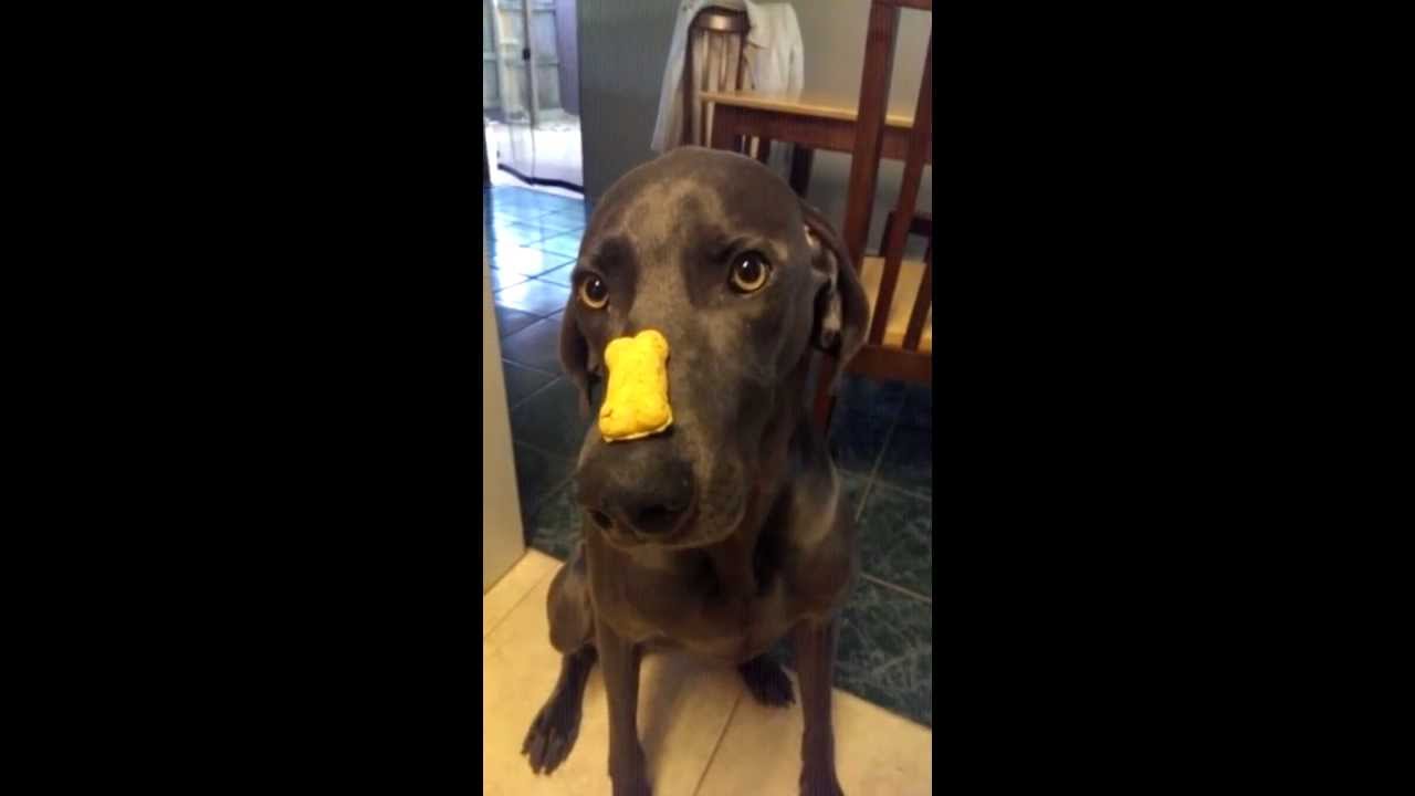 Weimaraner in slow motion