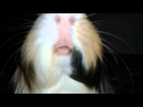 Video: Žvýkání Vlasů U Morčat