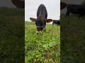 The calf kept grazing even in the rain#baby cow#cutebaby