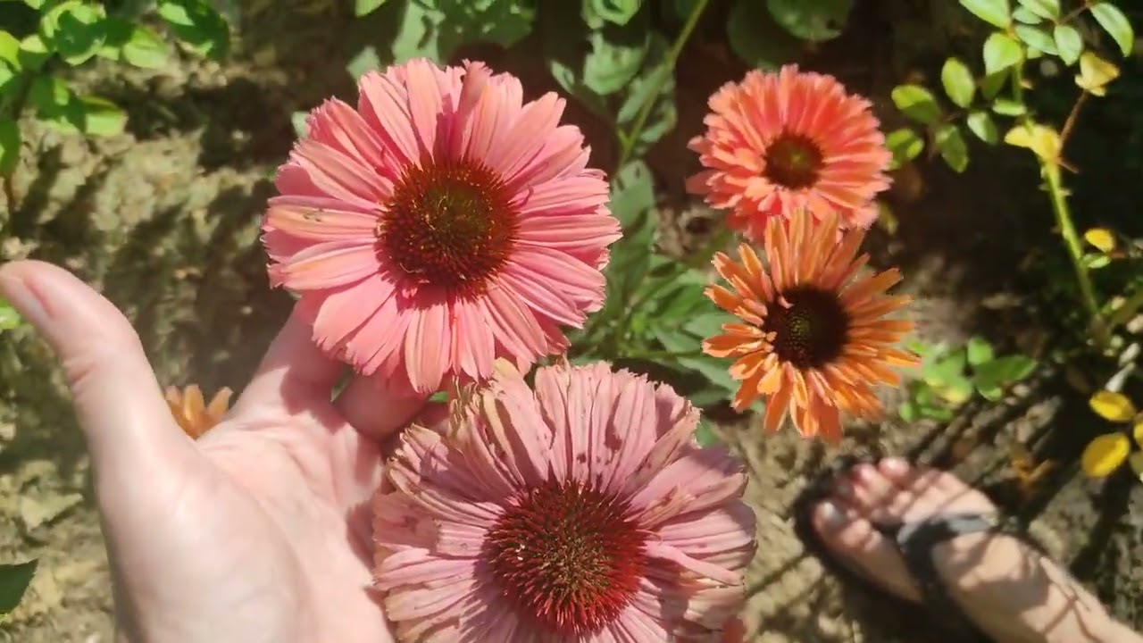 Сорти моїх махрових ехінацей