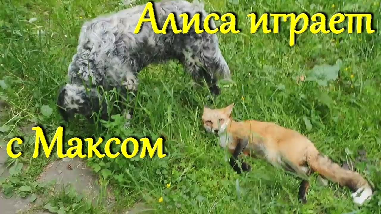 Лиса алиса машины Лиса алиса машины