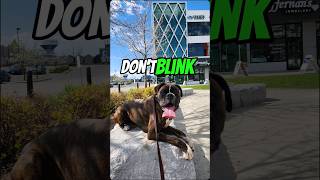 Don't Blink Challenge! #challenge #blink #foryou #shorts #trending #funny #boxer #dog #cute