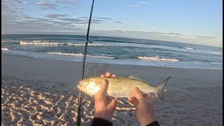 Salmon and Tailor fishing catch and cook Yeagarup Beach March 2024 Day 2