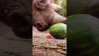 وحيد قرن يأكل بطيخ بطريقته الخاصة
