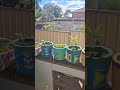 #mamaspottery67 #balconygarden #garden #lifeisbutadream #life #nature #67thbpsc #viral 🥰😇