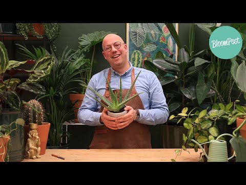 Video: Aloe: plantenverzorging thuis
