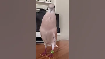 تغريد القمري 