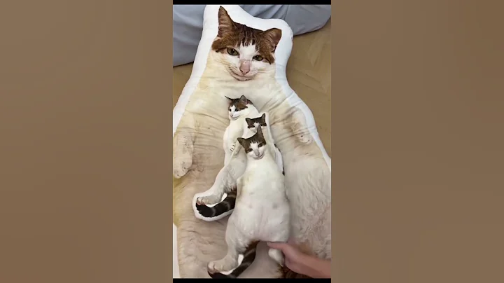 Video 7349191: cats meowing loudly funny, hilarious cat, meow laugh, adorablecats, cutecat