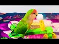 Bird Training:smart lovebird parrot l smart little cute parrot #training#smartparrot#cute 