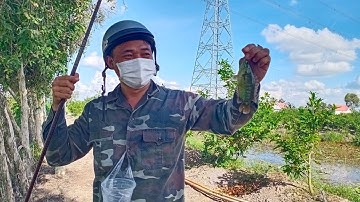 Câu cá rô đồng:dưới cái nắng chói chang mà cá vẫn ăn đều đều.