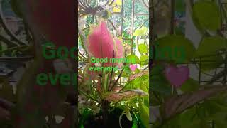 good morning 🌿🩷#love #like #nature #