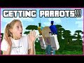 I'M GETTING PET PARROTS!!!