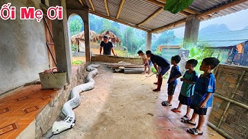 Cuộc Gọi Khẩn Cấp Của Người Dân  Phát Hiện Rắn sống trong Ngôi Nhà Hoang