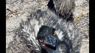 Australian Emu Footage