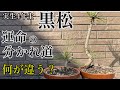 【黒松】太さが違う2本。植え替えて根の状況を比べてみました。針金かけ、植え替え。