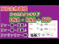高校生物基礎「３つのヌクレオチド DNA RNA ATP 」