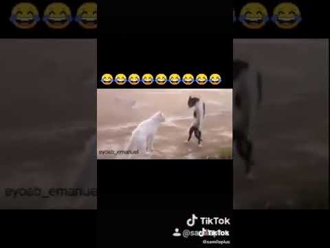 የሚስቶች ቁጥጥር 