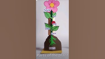 day16 parts of a plant project #project #teachingtips #learning #playbasedlearning #funbasedlearning