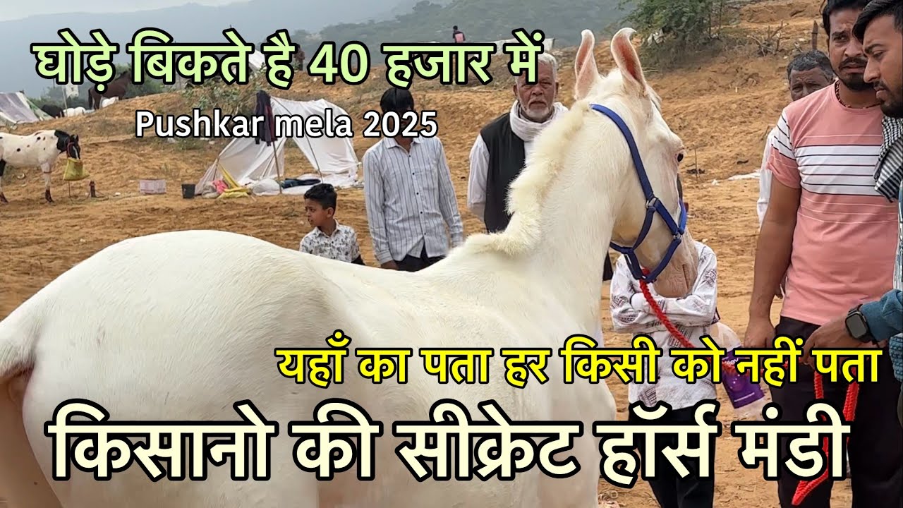 जानते सब है पर बताते नही किसानो की सीक्रेट घोड़ा मंडी 30 हजार मे horse | Pushkar mela 2025 | part 2