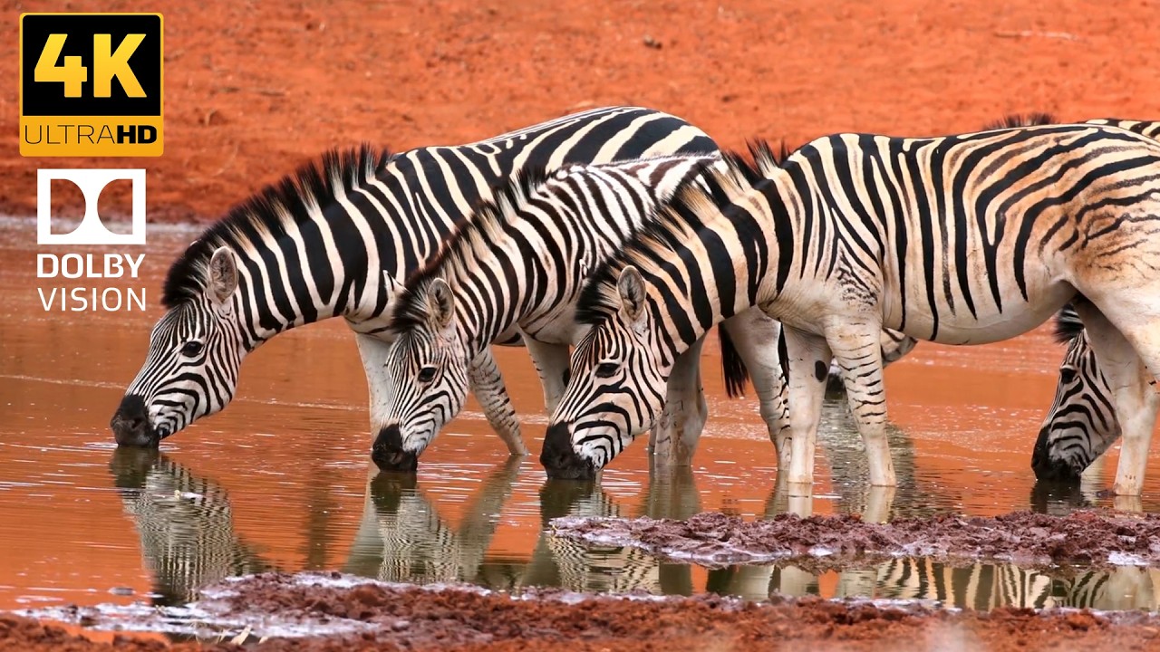 World of Amazement 4K HDR Dolby Vision - (4K Video) ULTRA HD | Stunning Cinematic Visual Experience