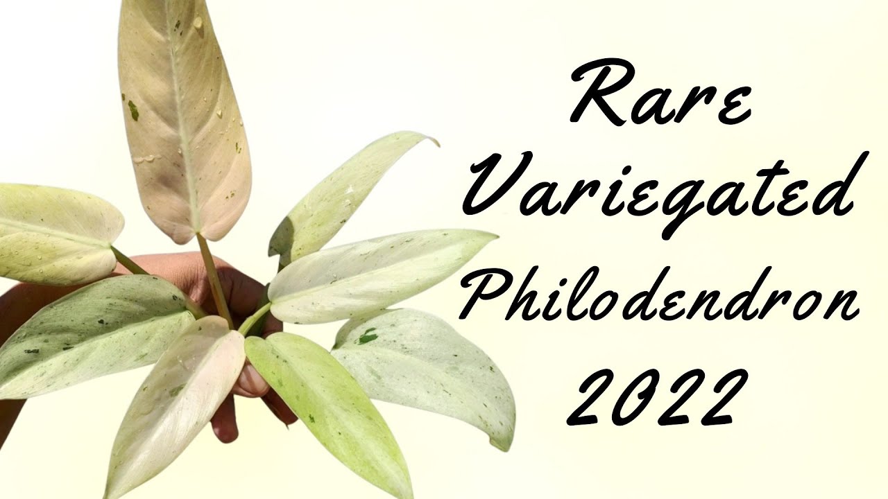 10 Rare Variegated Philodendron