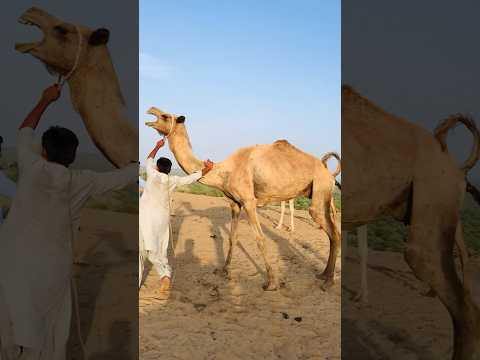 صوت الجمل أنثى الجمل