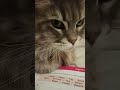 #cat €#viralvideo #shorts