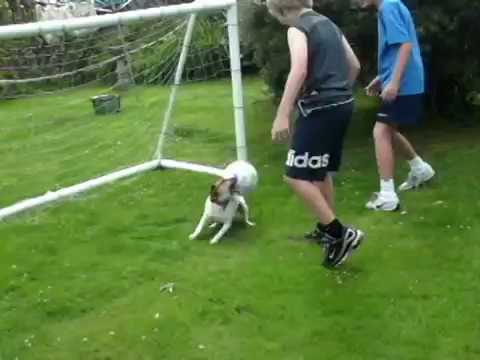 JD the Footballing Dog