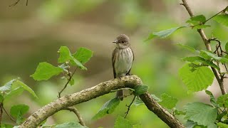 Singing SPOTTED FLYCATCHER in the Wyre Forest @midlandsbirder