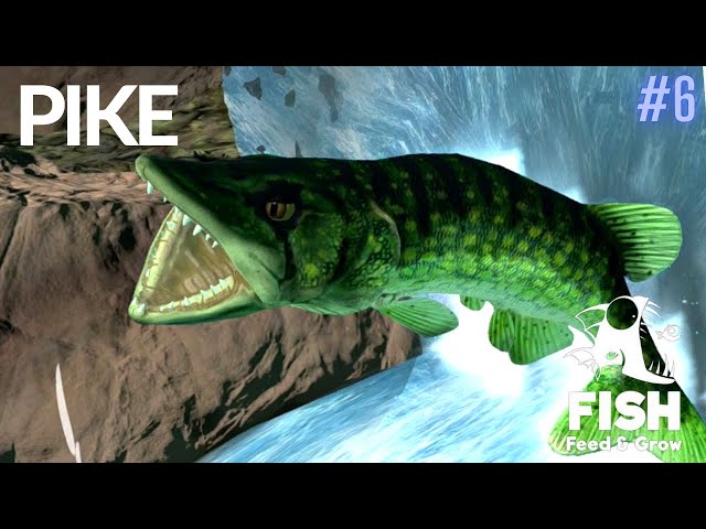 NEW PIKE LEVEL 1000 - Feed and Grow Fish - Part 91