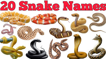Learn 20 Snakes Names In English & Hindi With Fun Facts | Fun Learning For Children