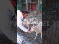 Kar İle Geyik Beslemedim Demem Artık !! #shorts #shortvideo
