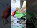 ขุด ขุด ขุด ไม่ลดละ #กระเรียนพันธุ์ไทย #saruscrane #นกประเทศไทย