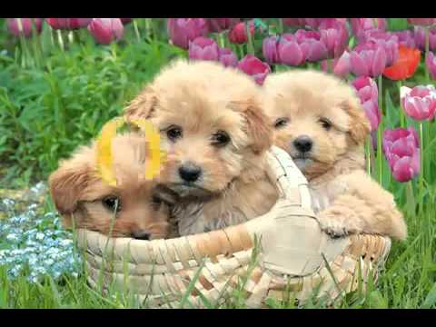adorable pets screensaver youtube