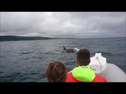 Orcas on our August trips