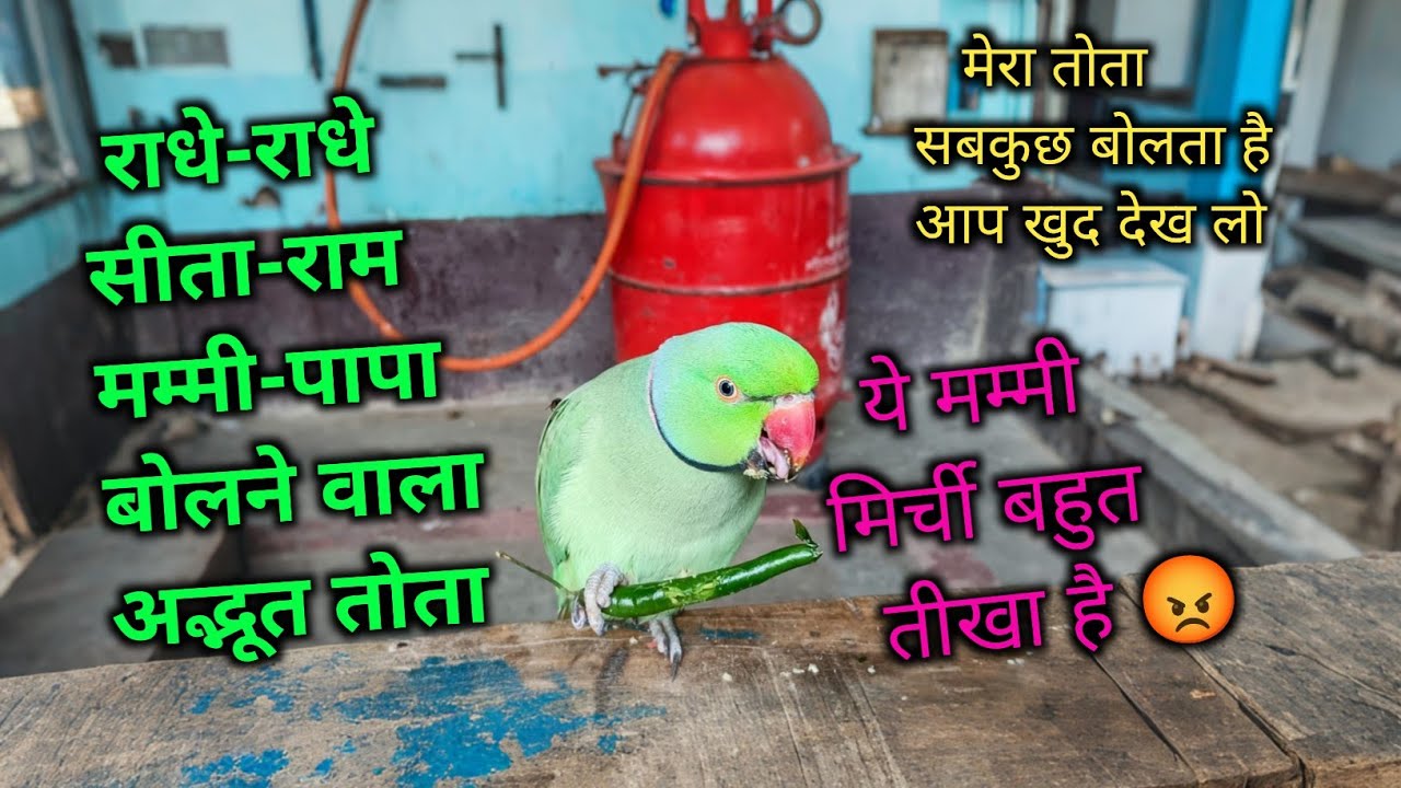 Parrot talking mummy papa 😱 parrot talking radhe radhe🙏सीता-राम बोलने वाला तोता 🥰 ये मम्मी रोटी दो 😍
