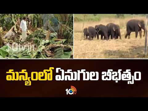 మన్యంలో ఏనుగుల బీభత్సం | Elephants Hulchul In Parvathipuram Manyam | 10TV News - 10TVNEWSTELUGU
