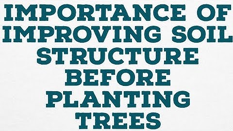 IMPORTANCE OF IMPROVING SOIL STRUCTURE BEFORE PLANTING TREES