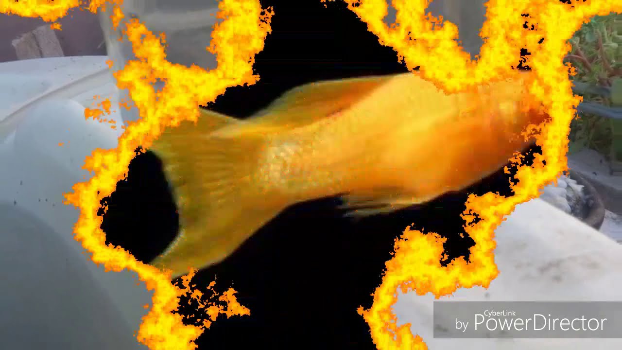 How to tell the gender of a molly fish YouTube