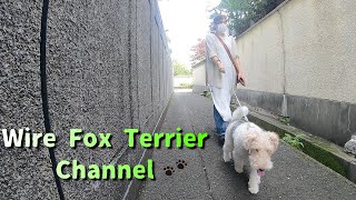 Old Japanese townscapes and wire fox terriers by Wire Fox Terrier-CHANNEL 131 views 2 years ago 4 minutes, 54 seconds